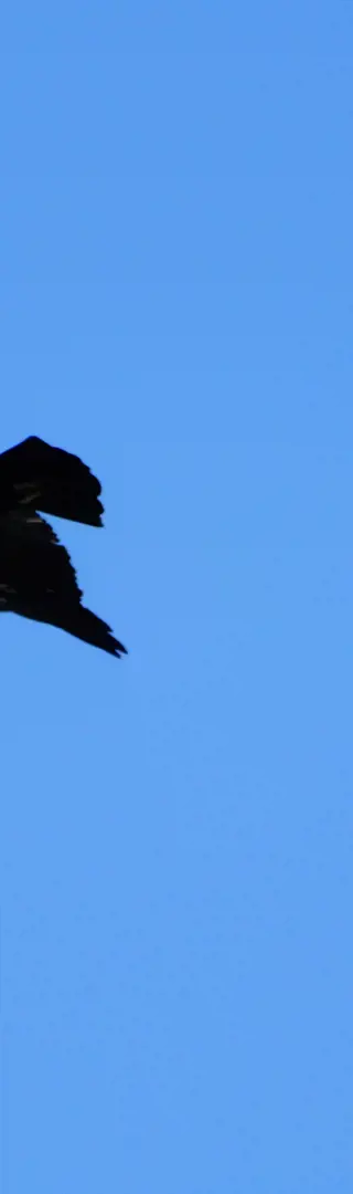 El Condor pasa